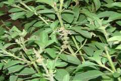 Ocimum kilimandscharicum